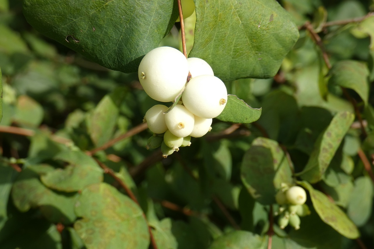 flower  white  balls free photo