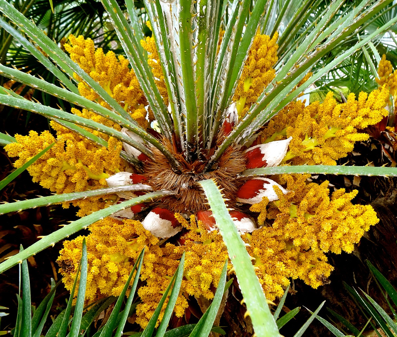 flower palm palm trees free photo