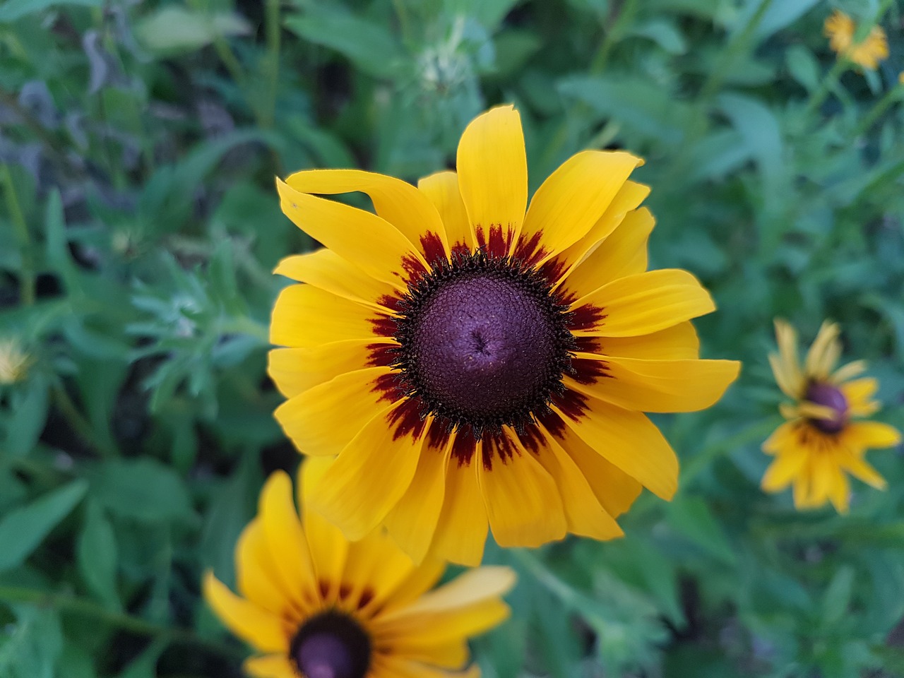 flower  nature  summer free photo