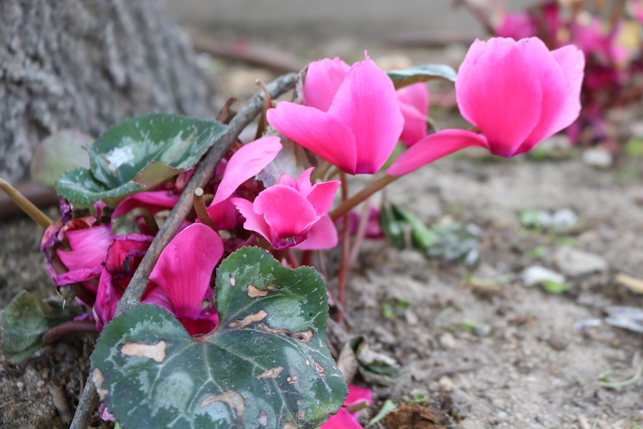 flower  garden  plant free photo