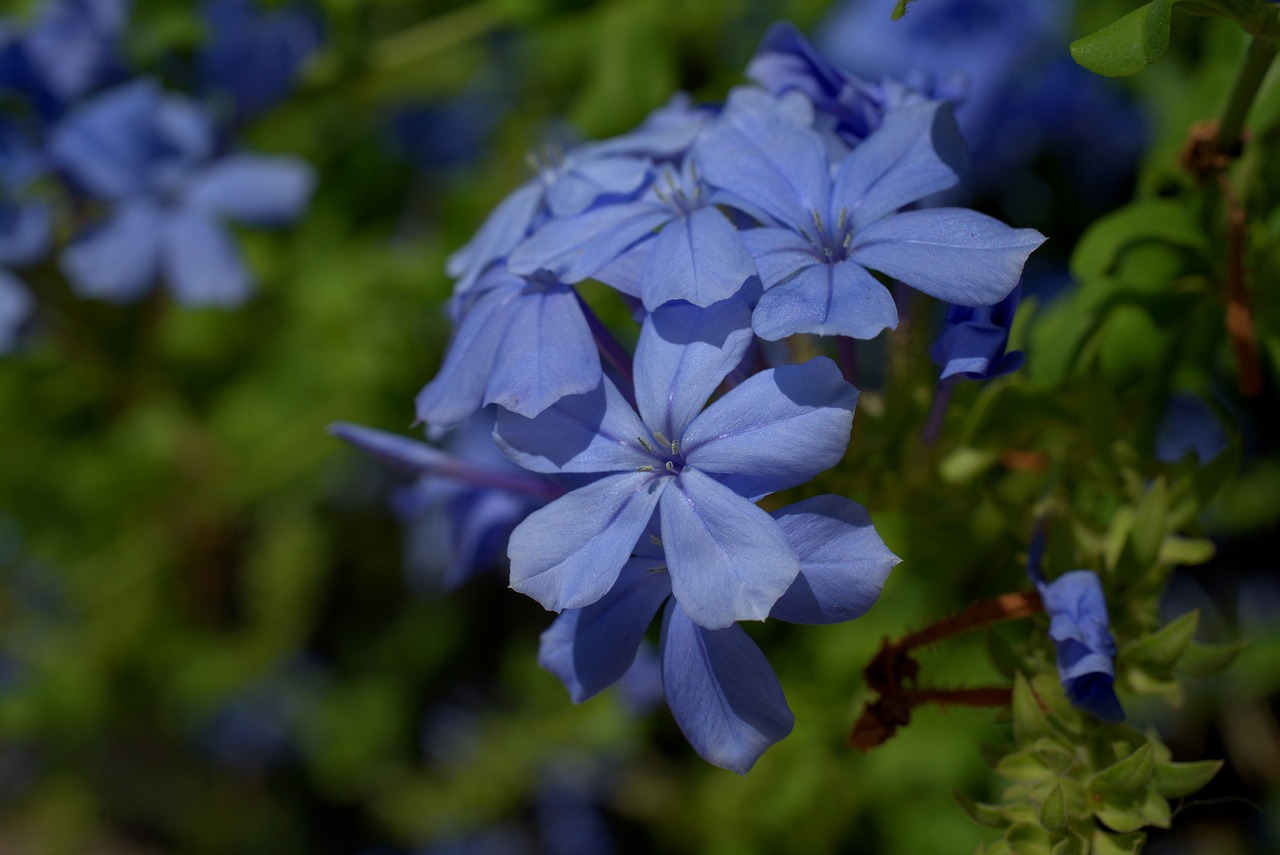 flower  blossom  bloom free photo