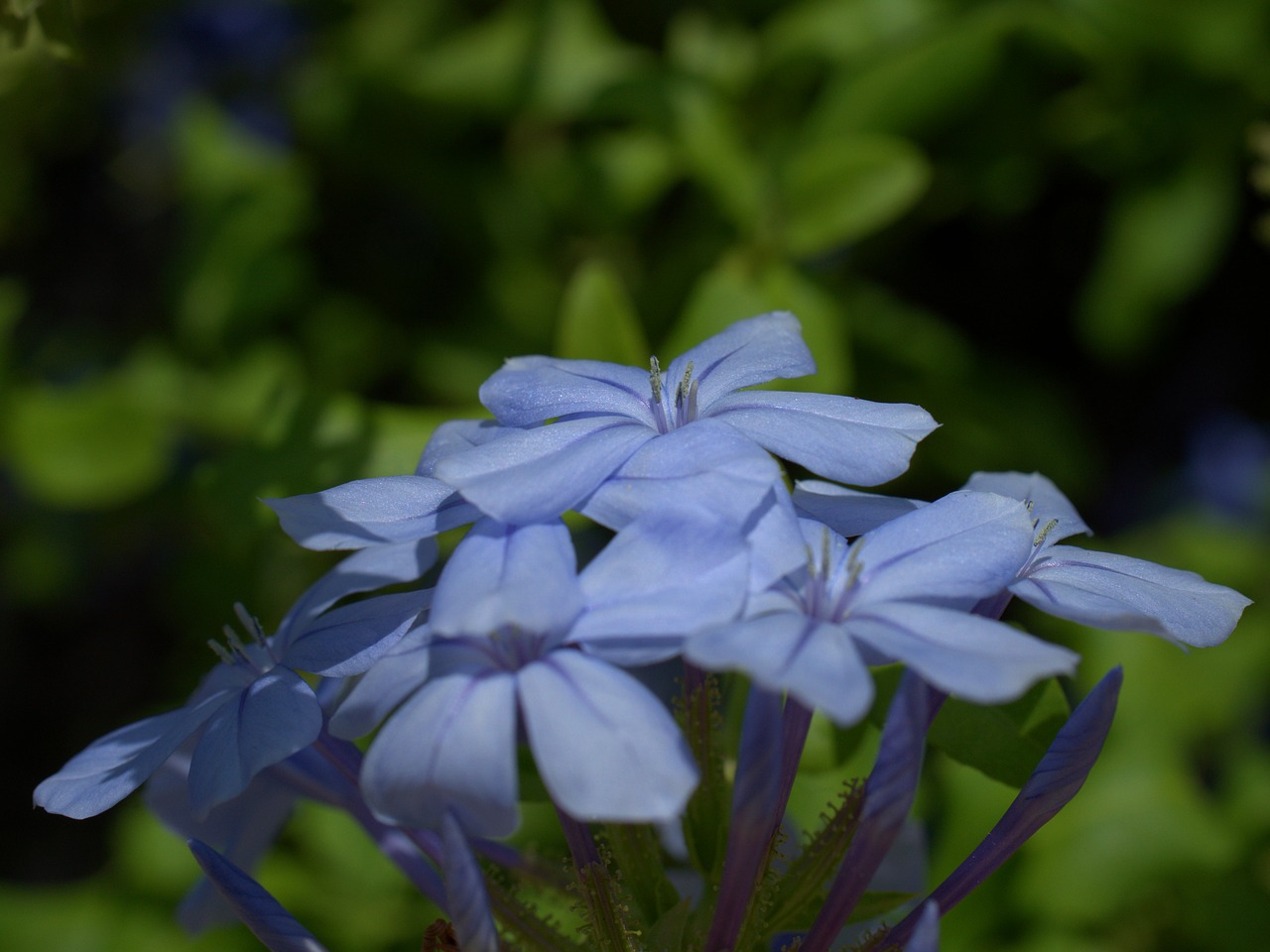 flower  blossom  bloom free photo