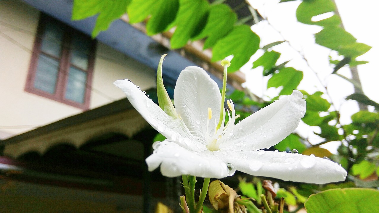 flower  white and green  plants free photo