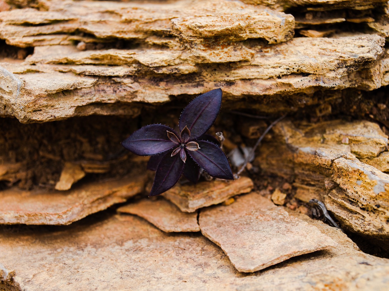 flower  purple  plant free photo