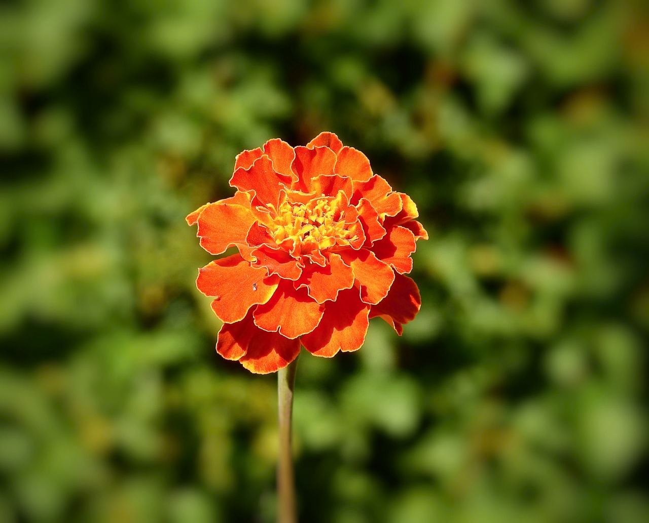 flower  closeup  nature free photo