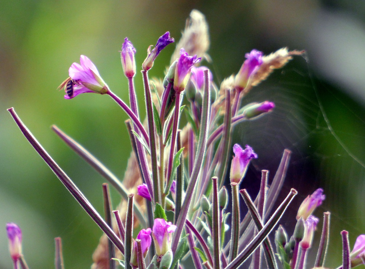 flower  wild  nature free photo