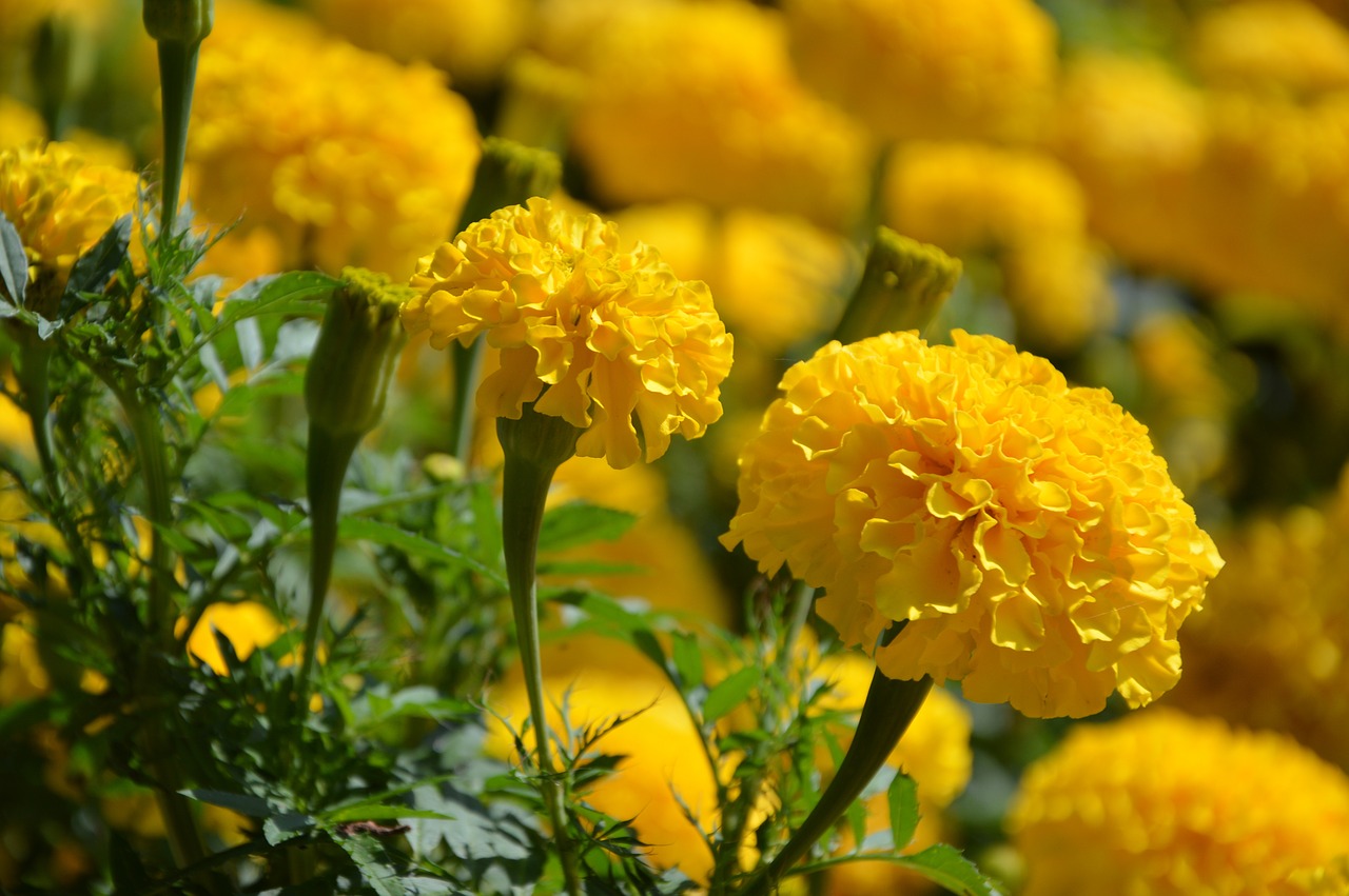 flower  marigold  blossom free photo