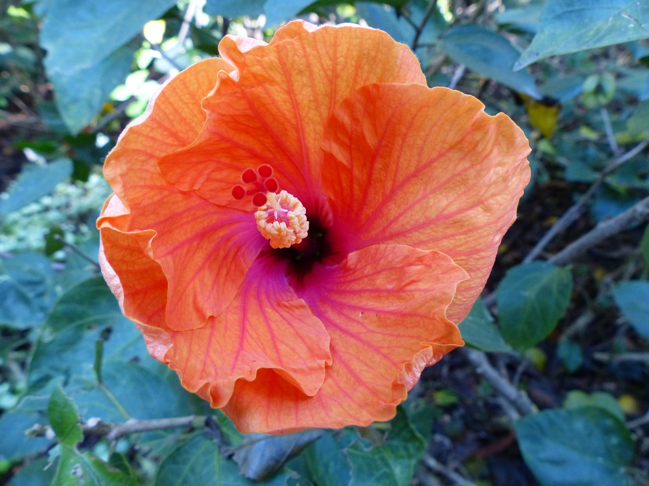 flower hibiscus orange free photo