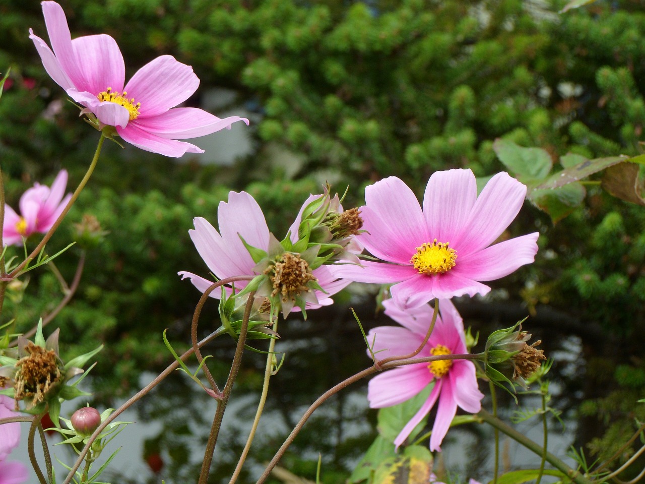 flower plant nature free photo