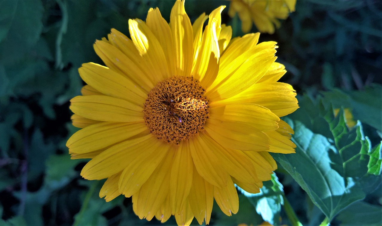 flower  sunflower  shrub free photo