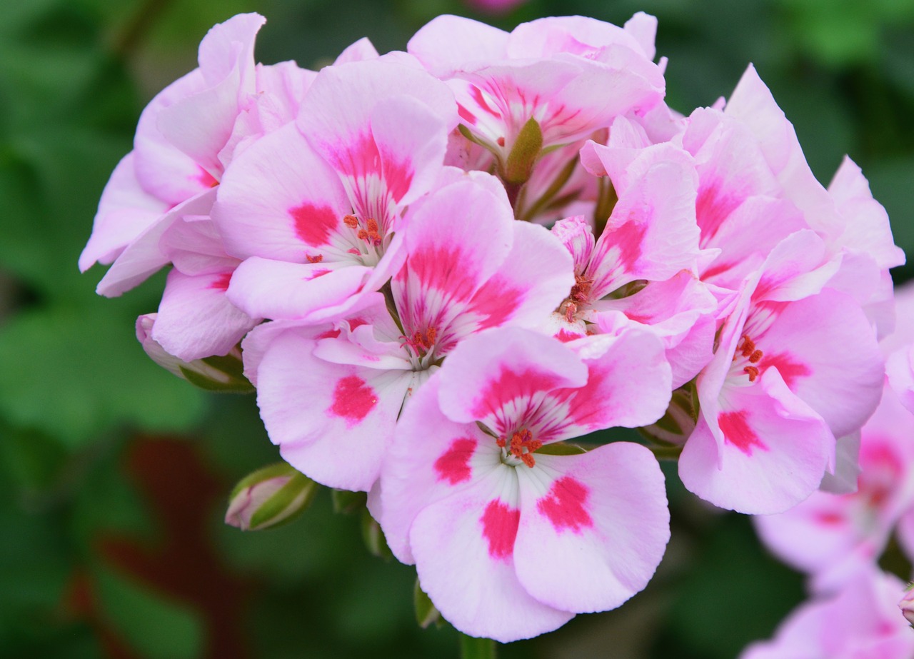 flower  flower of geranium  geranium pink color free photo