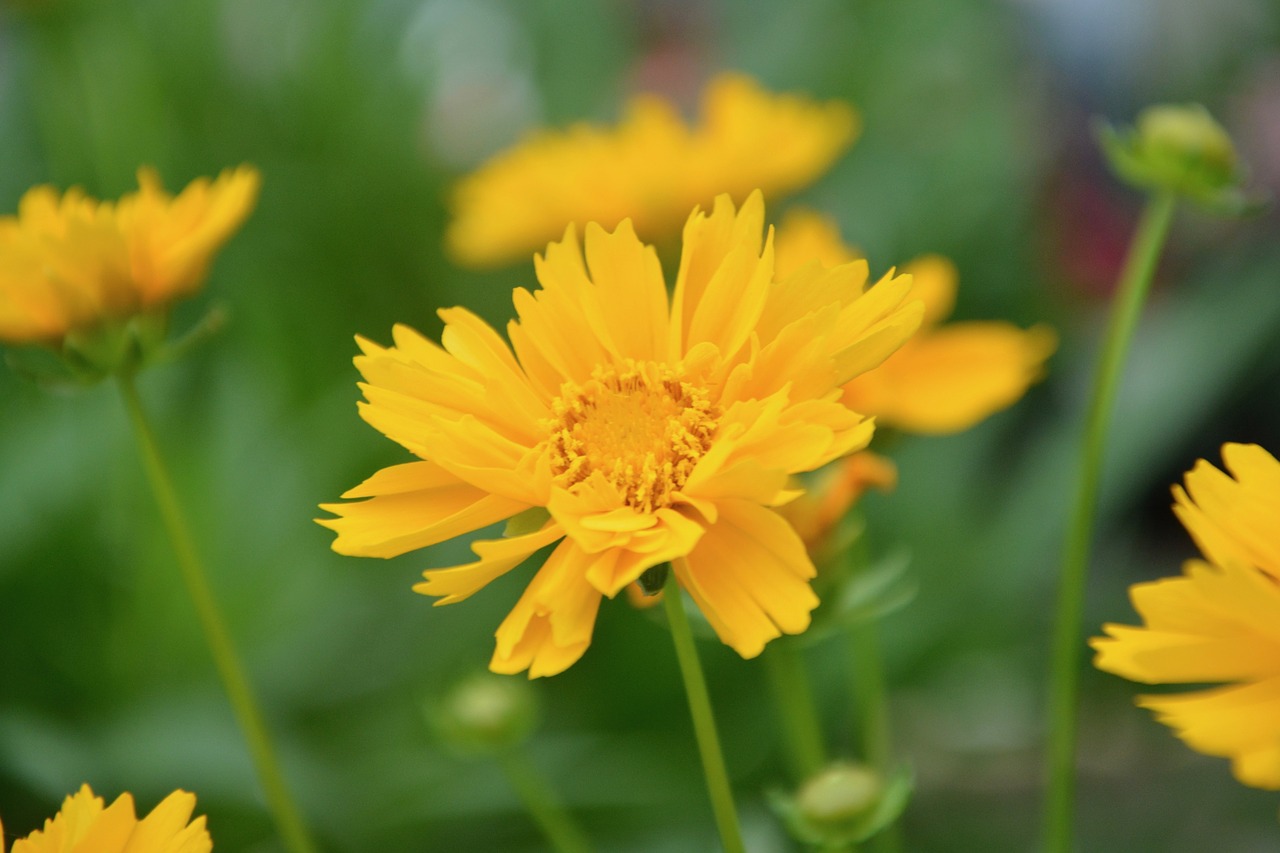 flower  yellow flowers  nature free photo