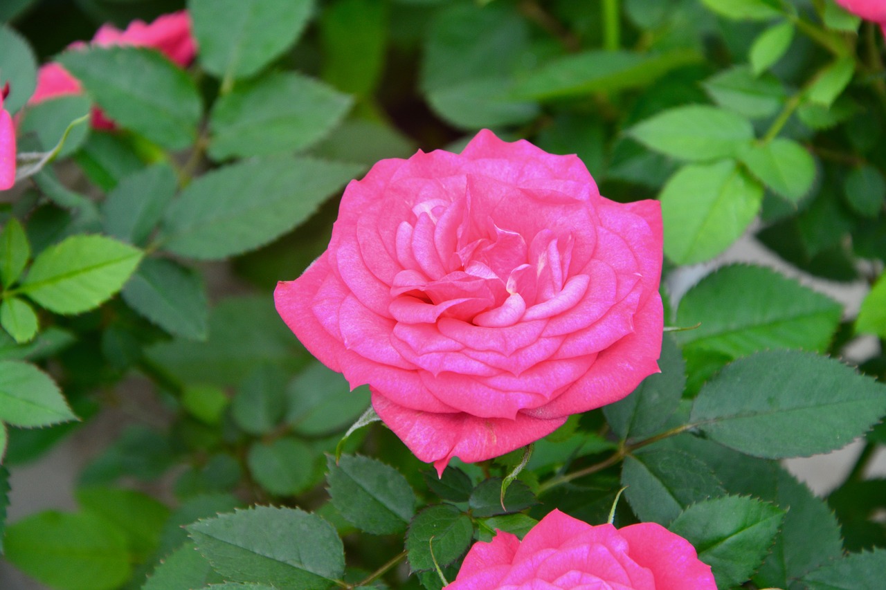 flower  pink  rosebush free photo