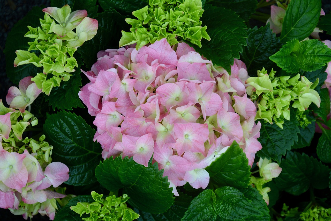 flower  hydrangea  nature free photo