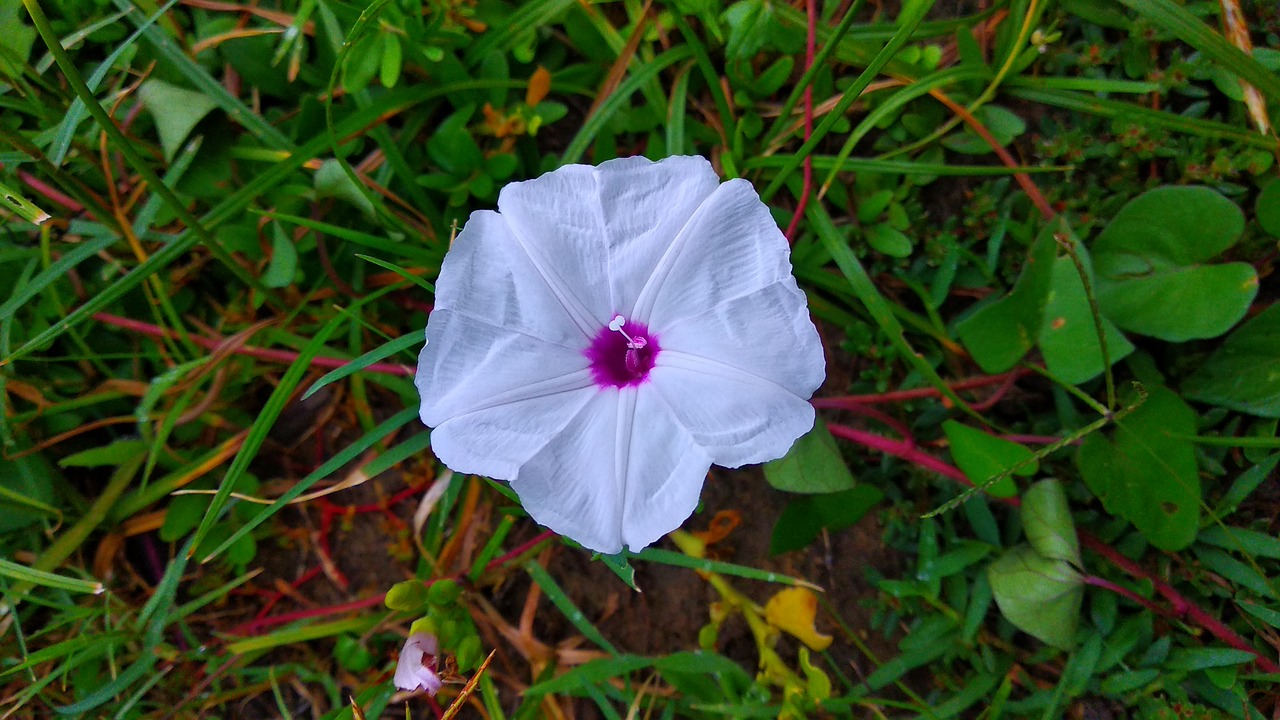 flower  grass  white free photo