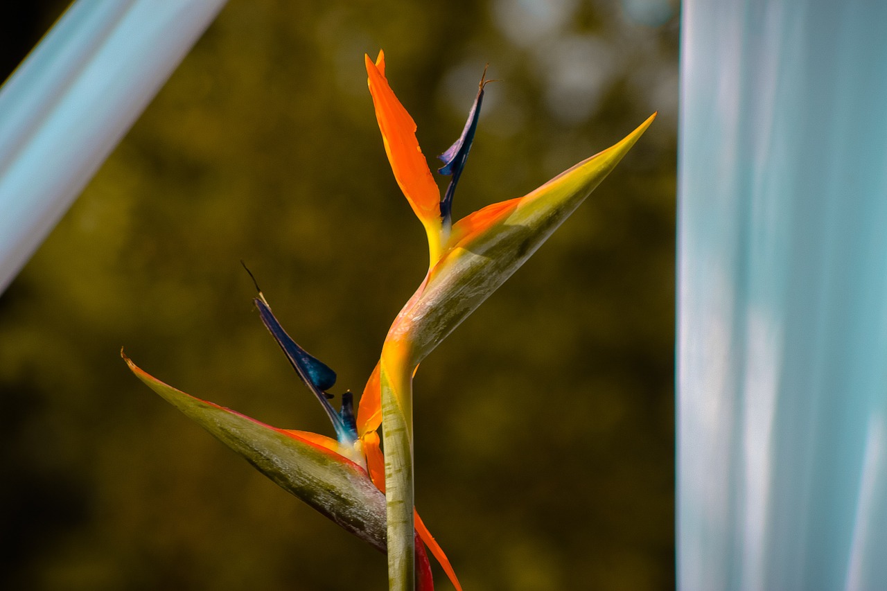 flower  yellow  decor free photo