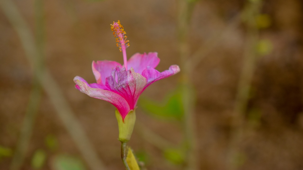 flower  garden  nature free photo