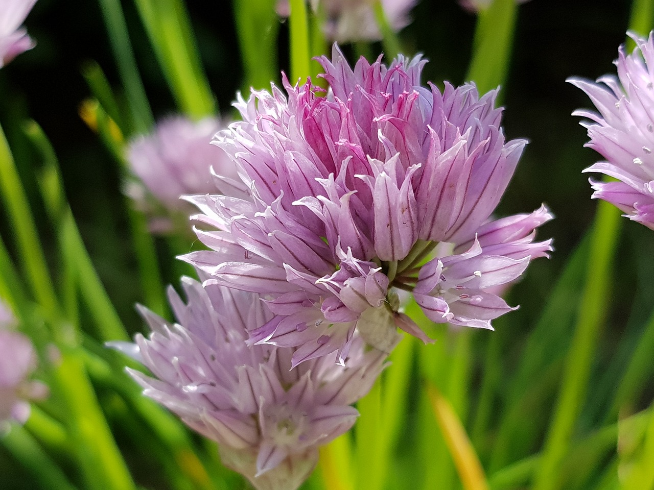 flower  flora  flowers free photo