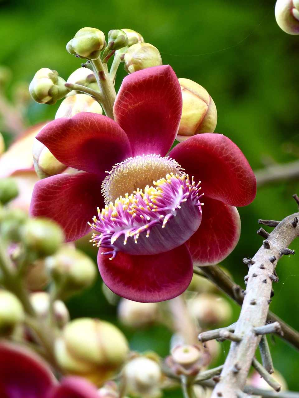 flower  buddha  asia free photo