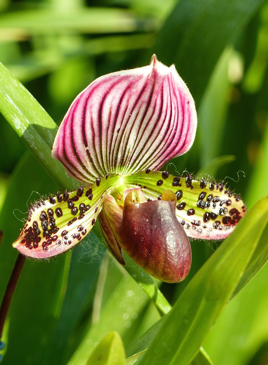 flower  shoe venus  orchid free photo