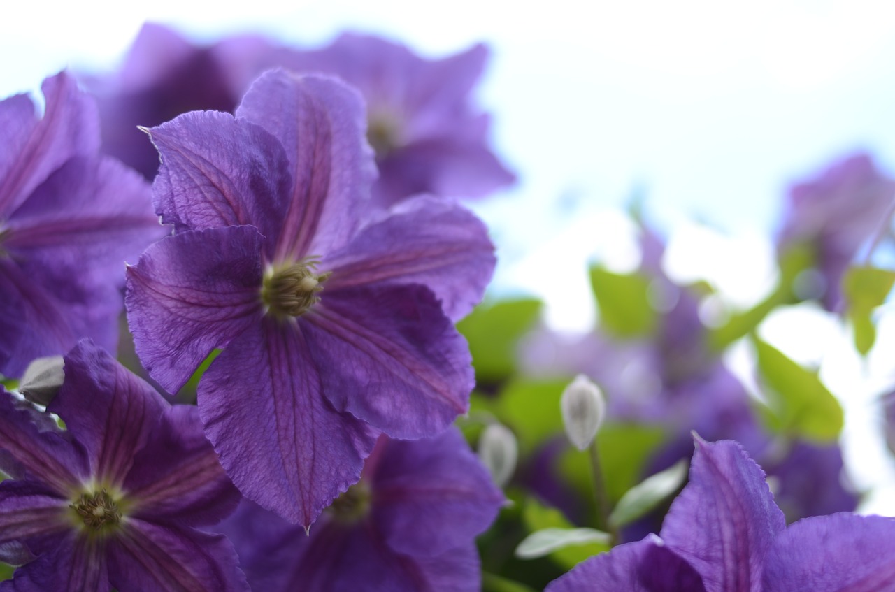 flower  purple  nature free photo