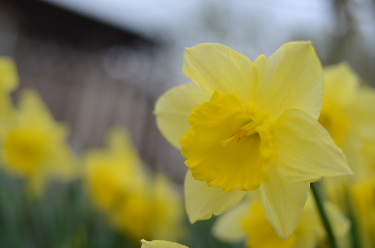 flower  yellow  summer free photo