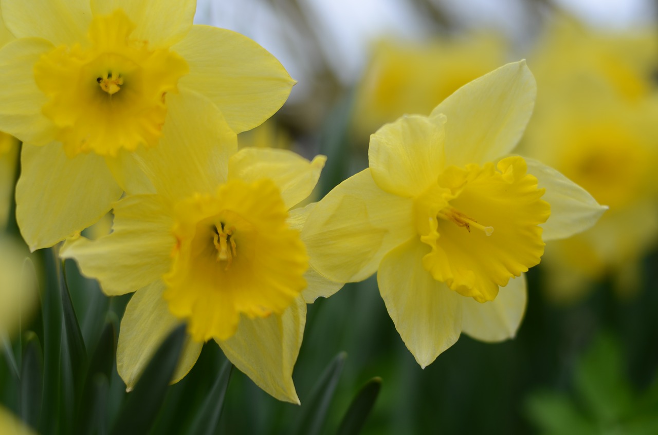 flower  yellow  macro free photo