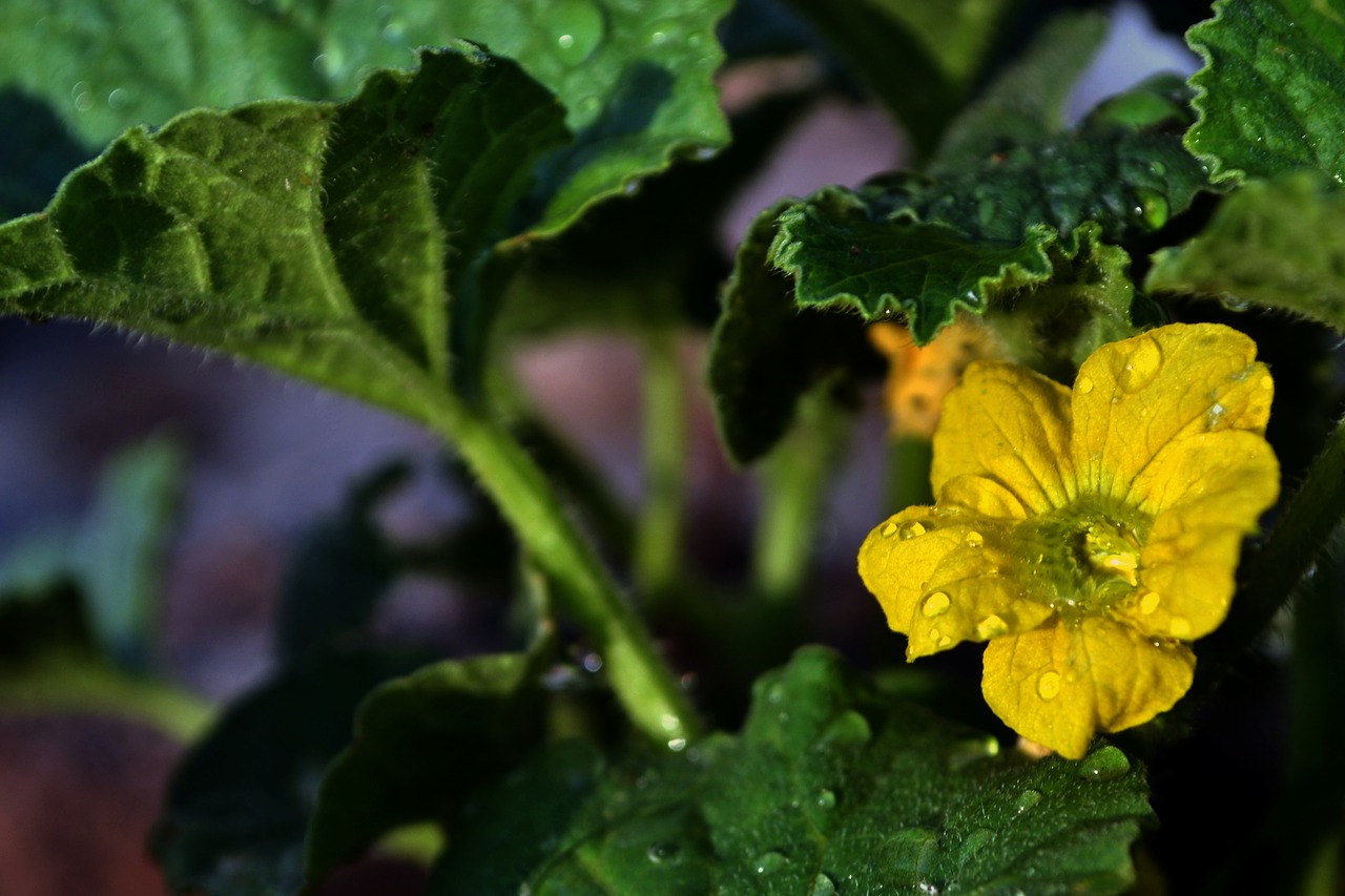 flower  bloom  yellow free photo