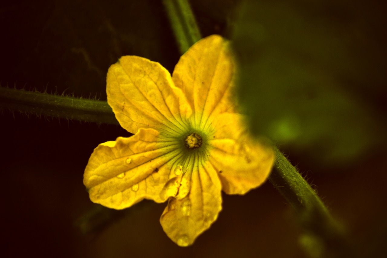 flower  bloom  yellow free photo