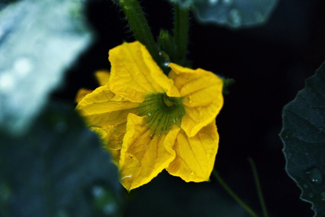 flower  bloom  yellow free photo