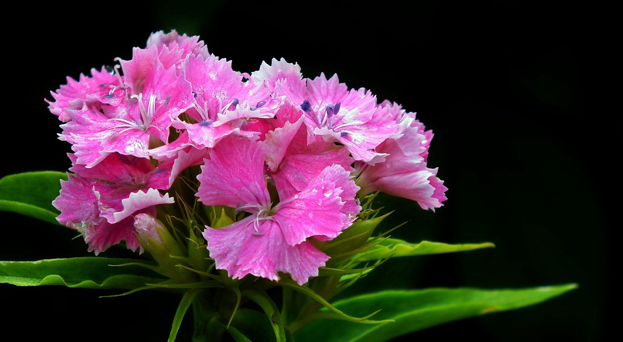 flower  gożdzik stone  pink free photo