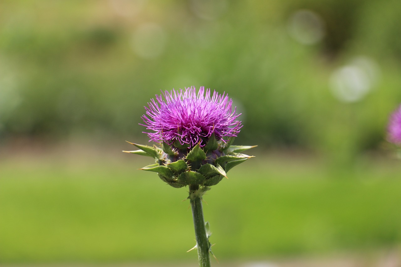 blossom bloom purple free photo