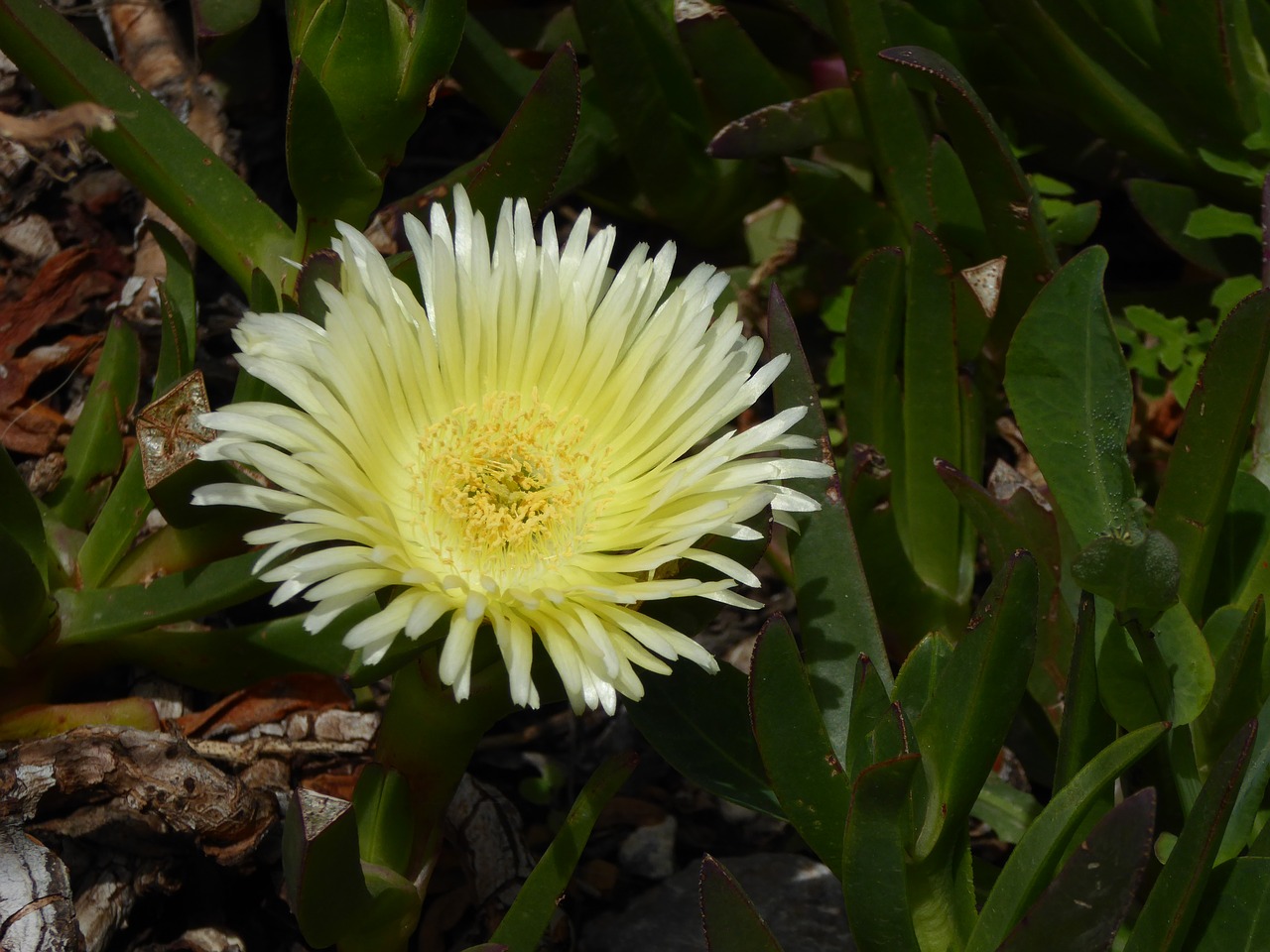 flower  nature  yellow free photo