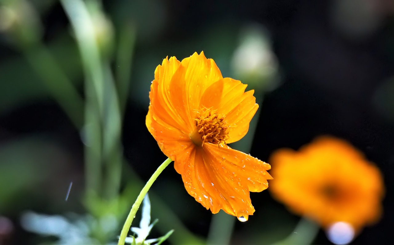 flower  wet  outdoor free photo