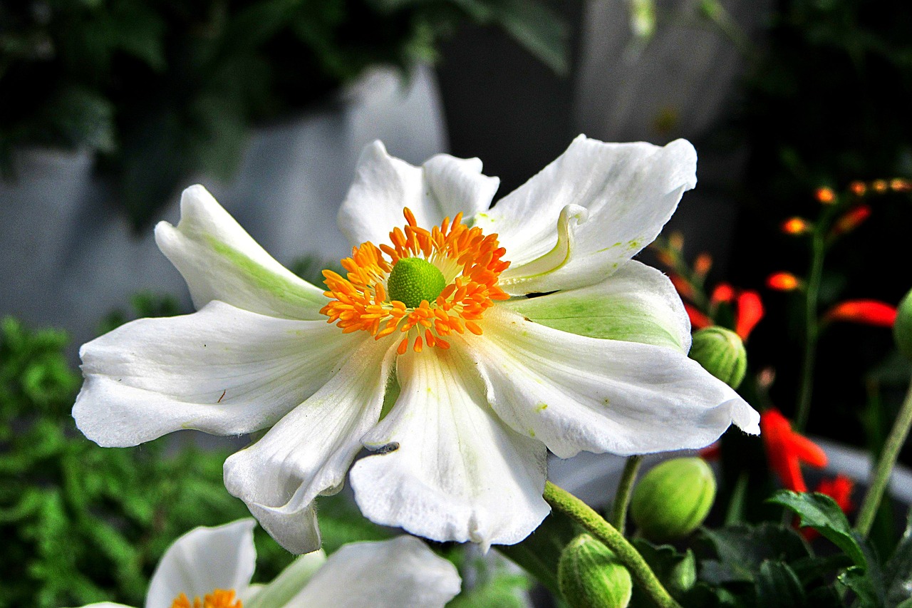 flower  beauty  white flower free photo