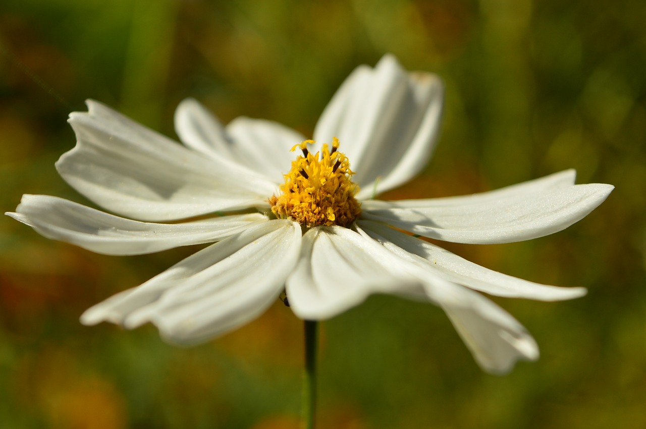 flower  white  bloom free photo