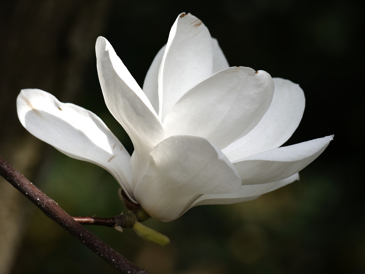 flower  white  magnolia free photo