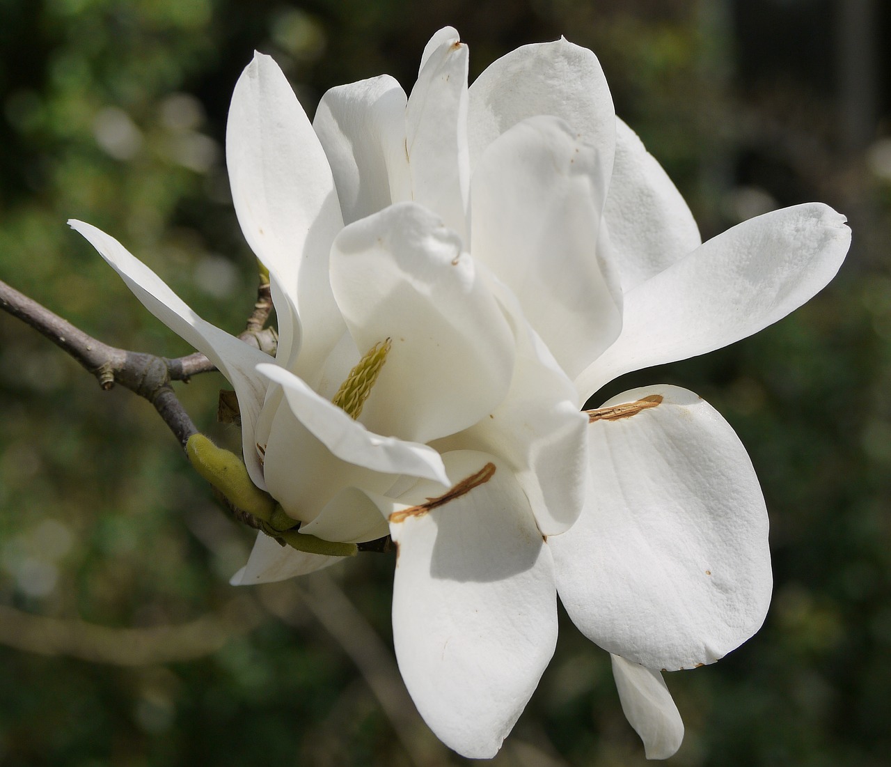 flower  white  magnolia free photo