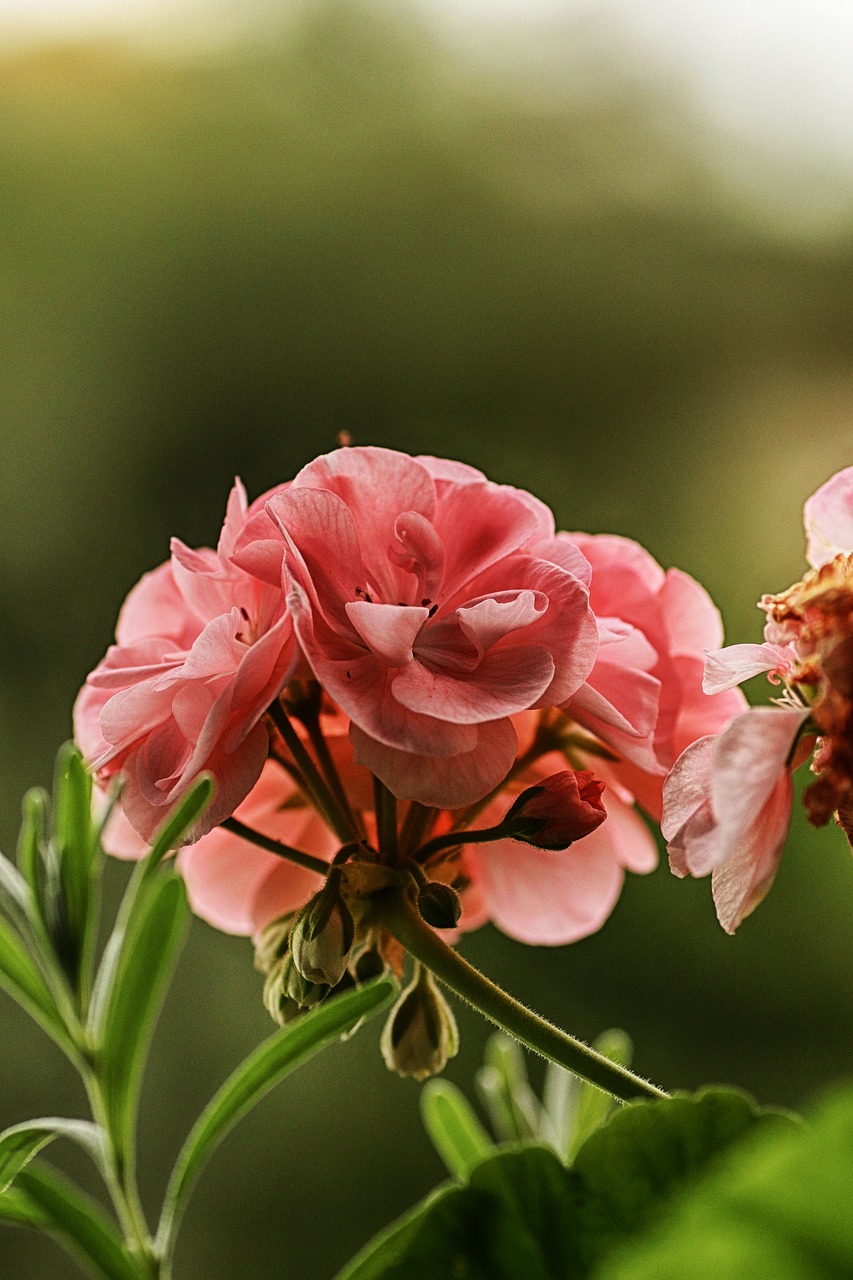 flower  pink  summer flower free photo