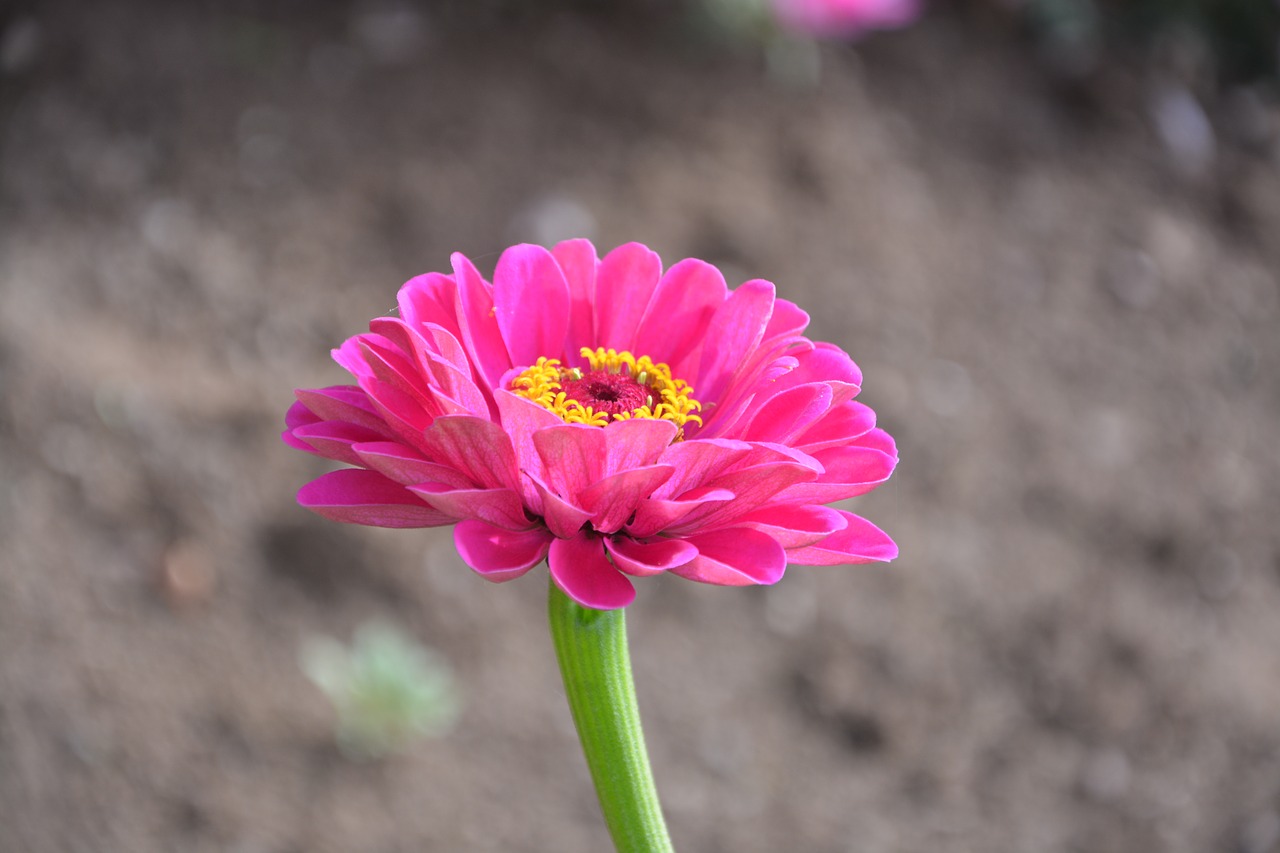 flower  flowers  rose petals free photo