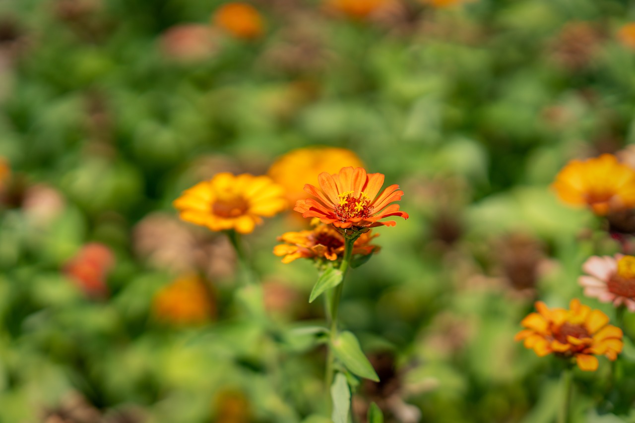 flower  plant  garden free photo