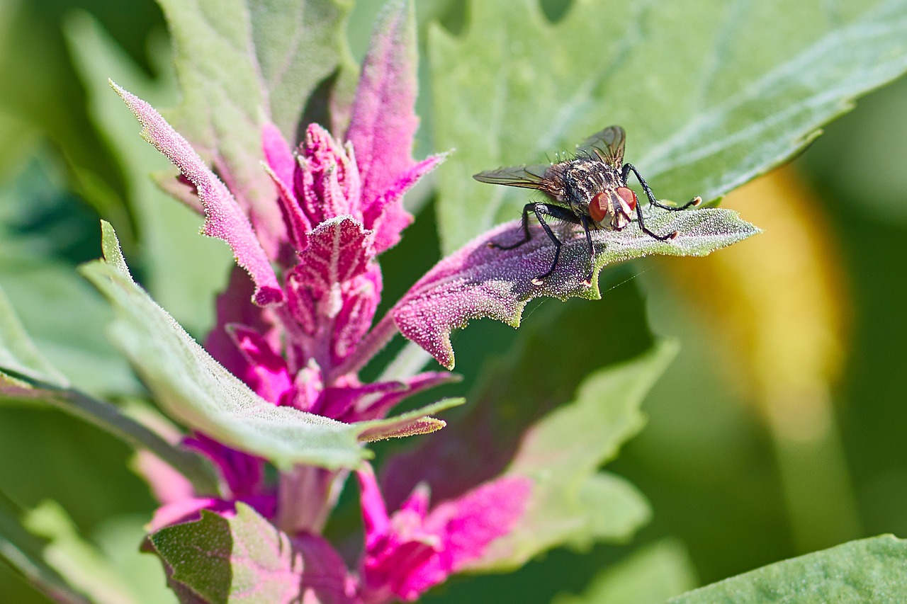 flower  fly  macro free photo