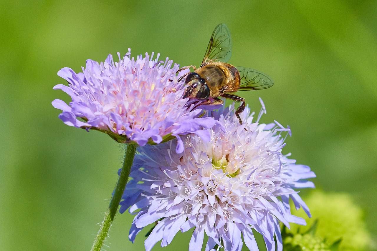 flower  fly  macro free photo