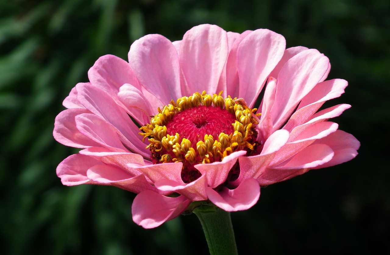 flower  zinnia  summer free photo