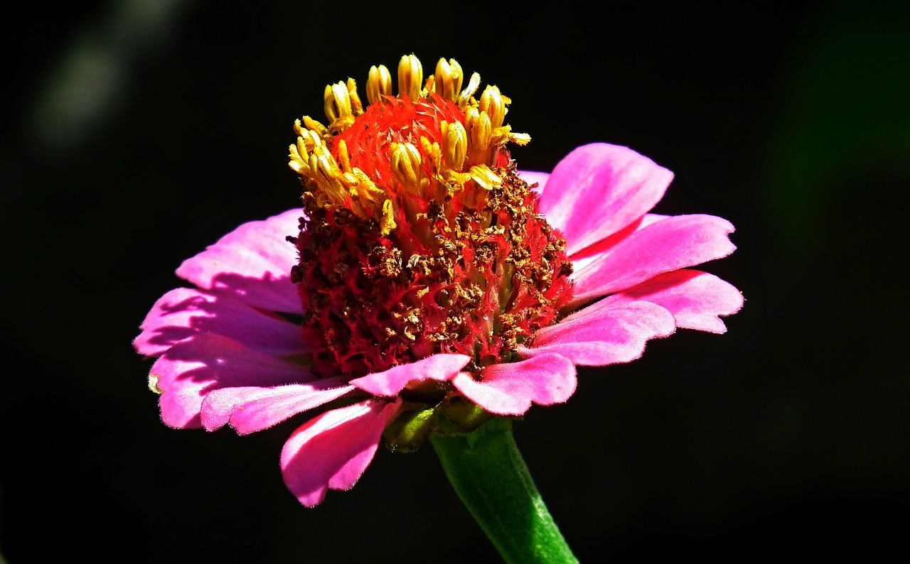 flower  zinnia  summer free photo