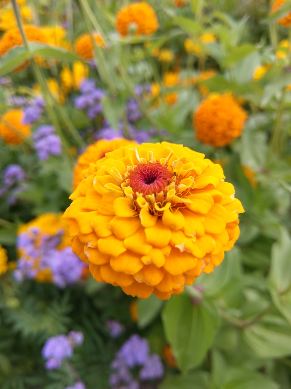 flower  orange  nature free photo