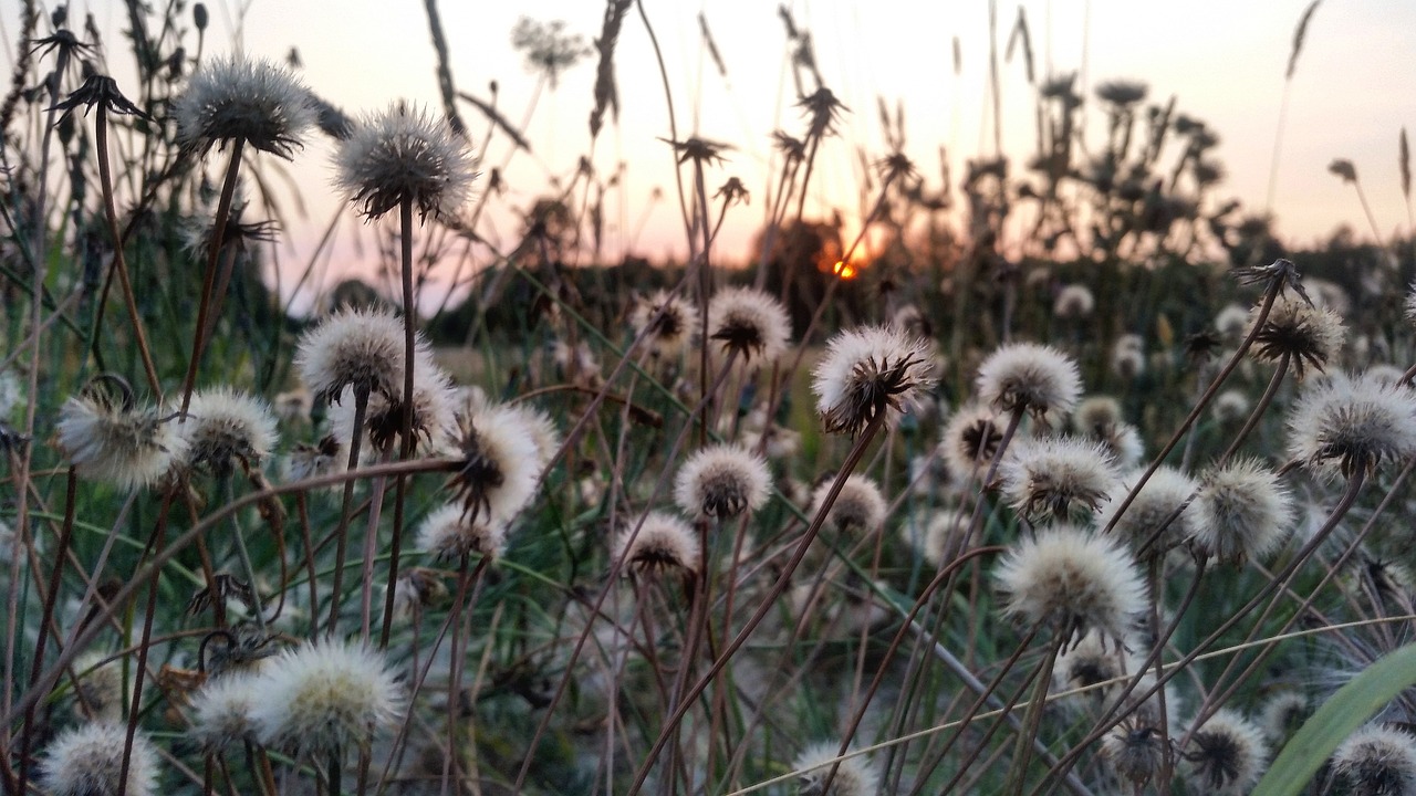 flower  sunset  white free photo