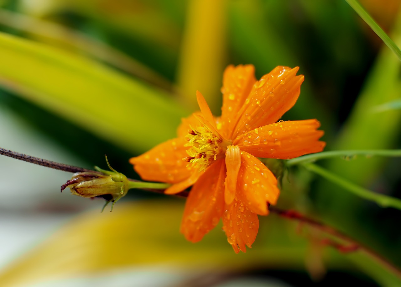 flower  plant  wet free photo