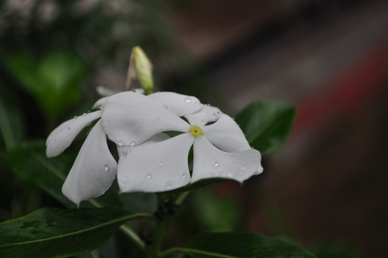 flower  white  watercress free photo