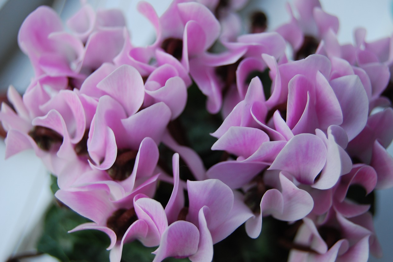 flower  cyclamen  blooms free photo